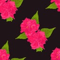 Vector Pattern of Pink Flower on Black Background Royalty Free Stock Photo