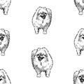 Seamless background of sketches fluffy cute lap dog
