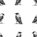 Seamless background of sketches large crows standidng and looking