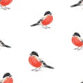 Seamless background of watercolor sketches of bullfinches