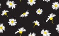 White daisy seamless vector pattern on a black background. Tiny flowers endless pattern Ready for textile prints.