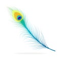 Vector peacock feather.