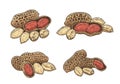 Vector peanut colorful illustration