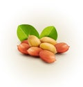 Vector peanut kernels with green leaves Royalty Free Stock Photo