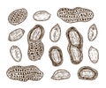 Vector peanuts hand-drawn illustrations Royalty Free Stock Photo