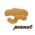 Vector peanuts in realistic style on white background for template label, packaging snack and emblem farmer market