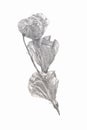Vector pencil drawings of flowers
