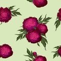 Vector peonies. Seamless pattern of burgundy flowers. Bouquets of flowers on a light green background. Template for floral