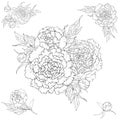 Vector peonies. Set of isolated silhouettes. Bouquets of flowers on a white background. Template for floral decoration, fabric