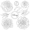 Vector peonies. Set of isolated silhouettes of flowers on a white background. Template for floral decoration, fabric design,