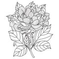Vector Peony.Coloring book page for adults. Hand drawn artwork. Royalty Free Stock Photo