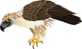Vector philippine Eagle - Pithecophaga jefferyil Royalty Free Stock Photo
