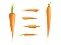 Vector photo-realistic carrot set isolated