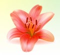 Vector photo-realistic pink lily