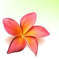 Vector photo-realistic plumeria flower