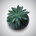 Vector photo-realistic succulent Royalty Free Stock Photo