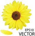 Vector photo realistic yellow flower. Bright sunny vector flower. Royalty Free Stock Photo