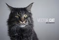 Vector photorealistic cat Maine coon. Stern look and black wool