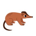 Vector illustration of cute cartoon brown solenodon isolated on white background.
