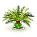 Vector picture of dypsis lutescens palm tree grass rocks