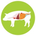 Vector pig anatomy. digestive system. Royalty Free Stock Photo