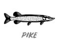 Vector pike fish illustration Royalty Free Stock Photo