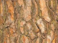 Vector Pine bark