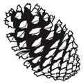 Vector pine cone