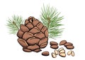 Vector pine nut clipart