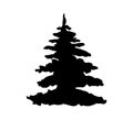 Vector pine tree black silhouette isolated on white Royalty Free Stock Photo