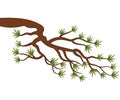 Vector Pine Tree Branch. Pine Tree Branch Vector Illustration