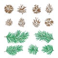 Vector pine tree branches and cones set.