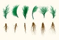 Vector Pine Tree Branches and Roots Set Illustration