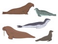 Vector pinniped animals