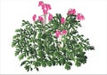 Vector plant Dicentra