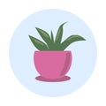 Vector plant icon. illustration of a potted plant in pink on a blue circle background. Gardening, home plant
