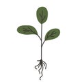 Vector plant with sprout and root on a white background. Seed growth during growth. Icon, illustration of a sprout with Royalty Free Stock Photo