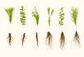 Vector Plants and Roots Set Illustration