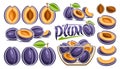 Vector Plum Set