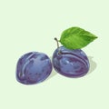 Vector plums with leaves