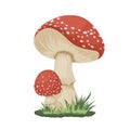 Vector Poisonous Inedible Mushroom Icon Isolated on White. Hand Drawn Cartoon Red Fly Agaric Mushroom Design Template