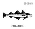 Vector pollock fish illustration