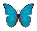 Vector polygonal colour butterfly. Triangle insect.