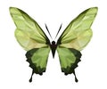 Vector polygonal colour butterfly. Triangle insect.