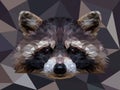 Vector polygonal raccoon isolated on white. Low poly raccoon illustration.