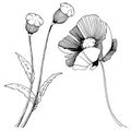 Vector poppy. Floral botanical flower. Wild spring leaf wildflower isolated.
