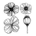 Vector poppy flower, ink plant sketch, hand drawing, black silhouette