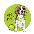 Vector portrait of beagle dog with tennis ball. Let`s play. Green curveball and background. Summer cartoon illustration Royalty Free Stock Photo