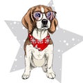 Vector portrait of beagle dog wearing winter bandana and glasses. Isolated on star and snow. Skecthed color illustraion