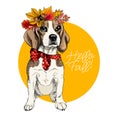 Vector portrait of Beagle girl dog wearing autumn leaves crown. Hello fall illustration. Oak, maple, chestnut, rowen